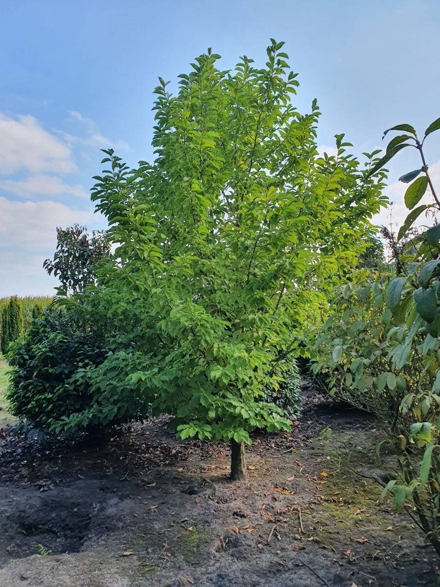 Magnolia kobus 450-500 cm